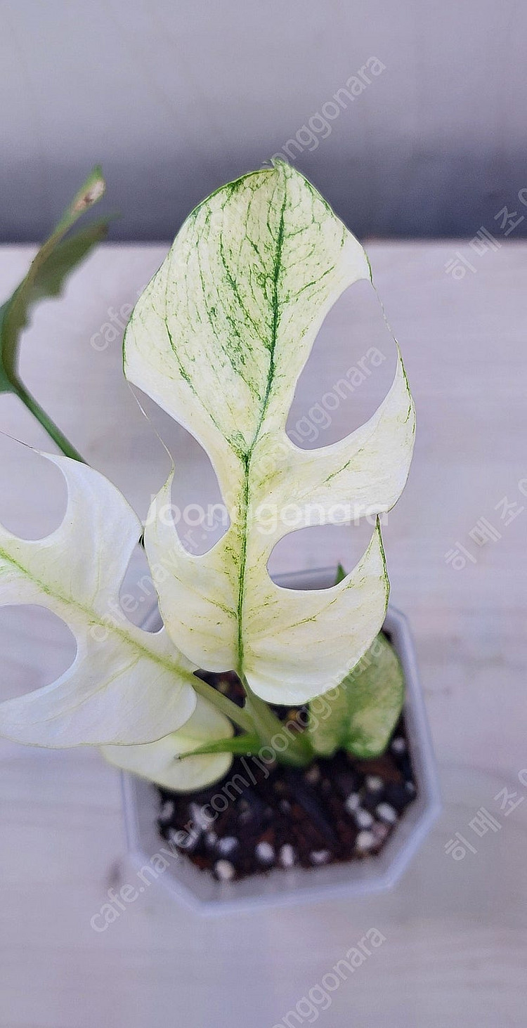 무늬히메,화이트민트히메,풀민트히메,트루비스킨,에피민트 등 여러 희귀식물 분양해요--7